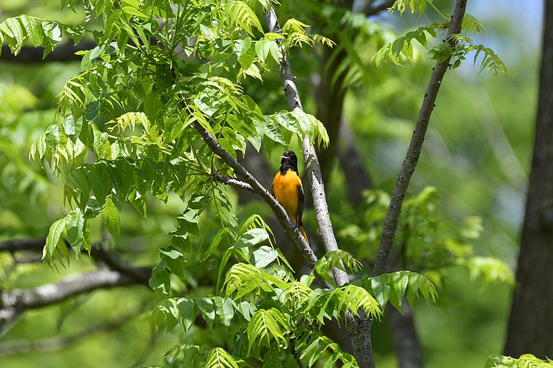 File:Baltimore oriole cromwell valley 6.1.20 DSC 3286.jpg