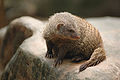 Banded Mongoose in Singapore Zoo 290706.jpg