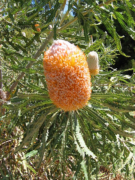 File:Banksia Warwick Feb 07.jpg