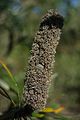 old flower spike with the follicles closed