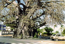 Baobab malgache (Adansonia madagascariensis).