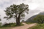 Miniatuur voor Bestand:Baobab Wadi Hinna Dhofar Oman.jpg