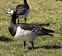 Branta leucopsis