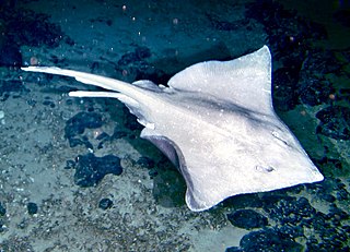 Richardsons ray Species of cartilaginous fish