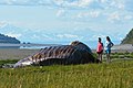 This file was derived from: Beached humpback whale at Kincaid Park. Anchorage, Alaska (27715605864).jpg