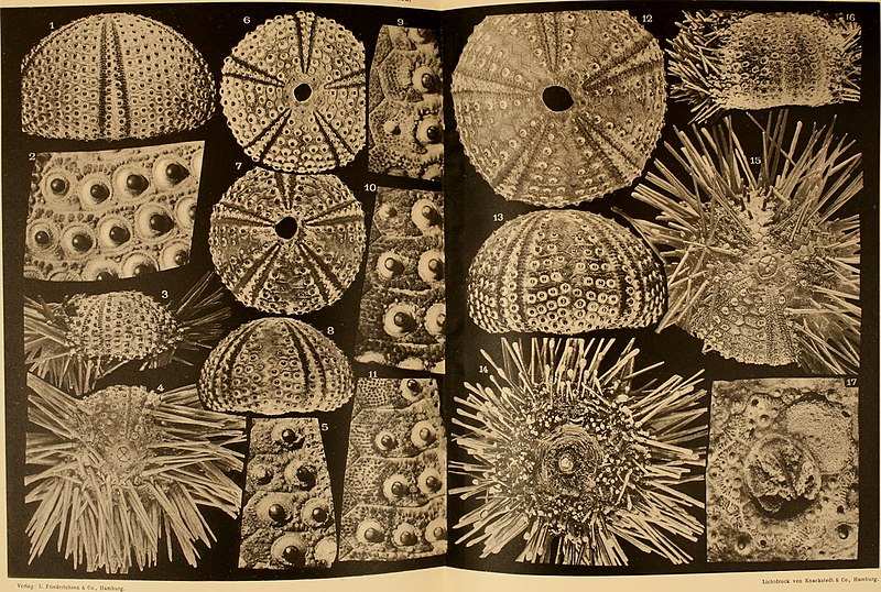 File:Beiträge zur Kenntnis der Meeresfauna Westafrikas (1914-15) (20337123466).jpg