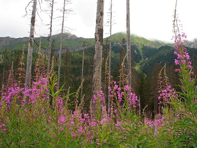 Strict nature reserve Belianske Tatras in Slovakia