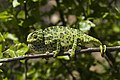 Chameleon obecný z ostrova Samos