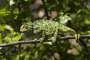 Un caméléon commun (Chamaeleo chamaeleon), saurien des régions méditerranéennes. (définition réelle 3 872 × 2 592)