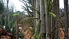 Spiny forest plants.