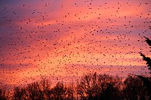 Bergfinken beim abendlichen Anflug zur Winter-Rast