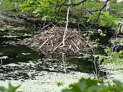 Kanadeeske Bever