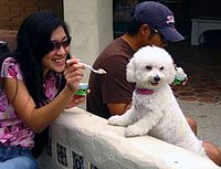 Human food such as ice cream can lead to ill health and obesity in dogs. Bichon ice cream.jpg
