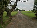 Bidadari cemetery 6.jpg