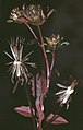 Bidens frondosa var. anomala (Habitus)