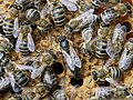 Unmarkierte Bienenkönigin mit Bienen