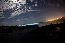 Blue ocean glow caused by myriad tiny organisms, such as Noctiluca. Bioluminescent dinoflagellates.jpg