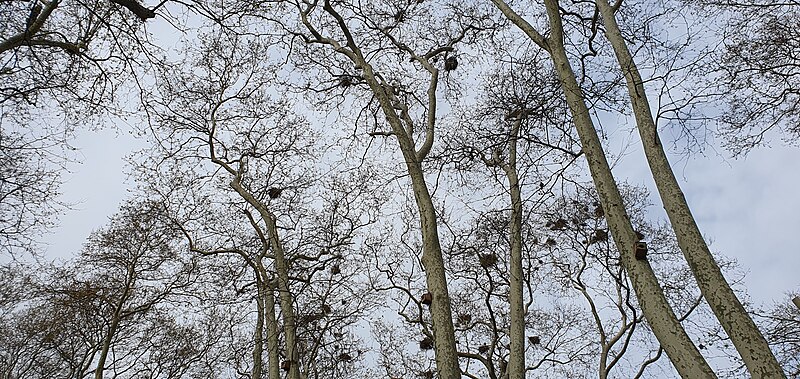 File:Bird nests at Gülhane Park.jpg