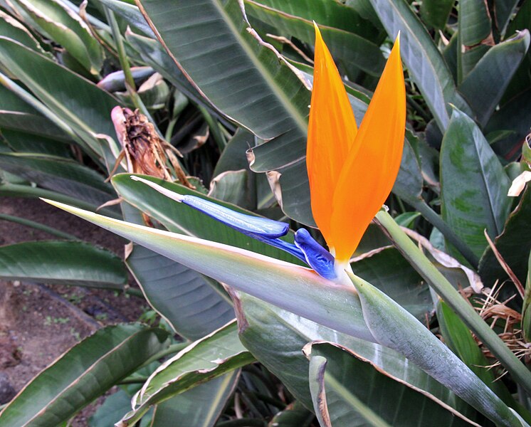 File:Bird of Paradise Flower (3309389102).jpg