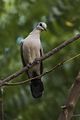 Black-billed Wood-Dove - Gambia (31836553483).jpg
