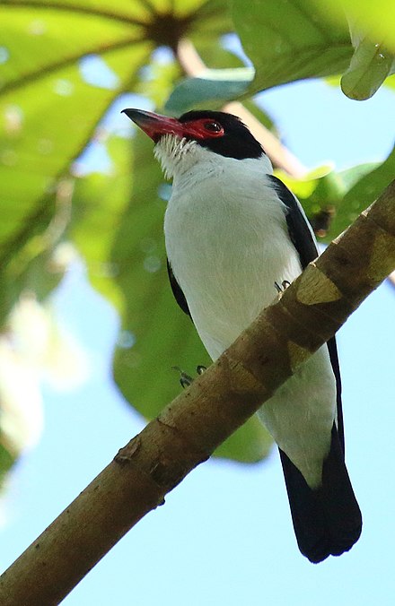 Black tailed. Tityra cayana. Чернохвостая. Птичка Чернохвост.