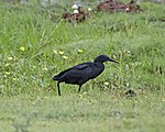 Black Heron (Egretta ardesiaca).jpg