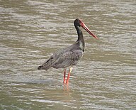 State Bird of Moldova