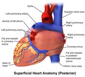 Blausen 0456 Heart Posterior.png