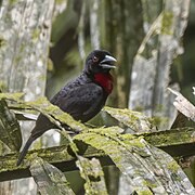 Malimbus nitens (Blue-billed malimbe)