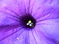 Blue pollen (1359333061).jpg
