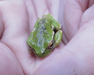 <i>Boana riojana</i> Species of amphibian