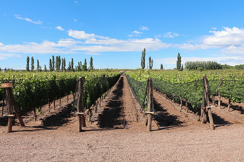 File:Bodega Dante Robino, Mendoza.jpg