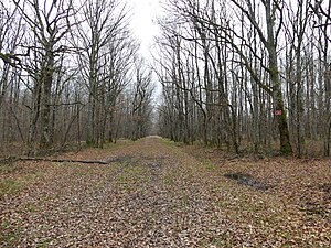 L'extrémité ouest du bois des Landes à Lussat, près de la commune de Gouzon.