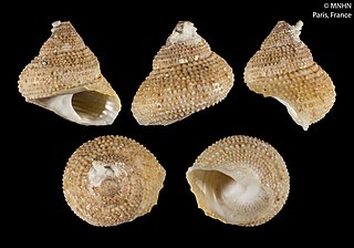 <i>Bolma mainbaza</i> Species of gastropod