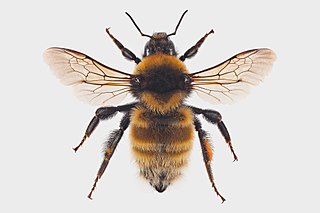 <i>Bombus distinguendus</i> Species of bee