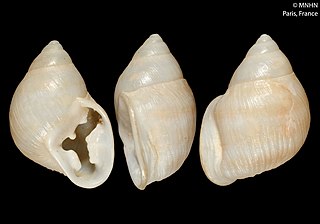 <i>Hyperaulax ramagei</i> Species of gastropod