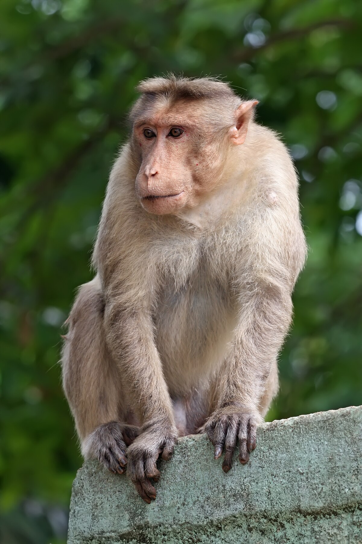 Hình tượng con khỉ trong văn hóa – Wikipedia tiếng Việt