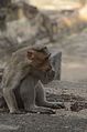 Bonnet macaque Macaca radiata feeding on ficus religiosa fruits in gingee fort JEG4109.jpg