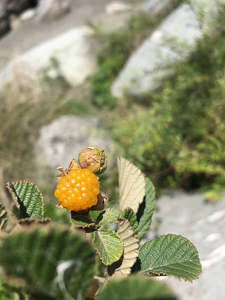 File:Bore -a fruit at beas river.jpg