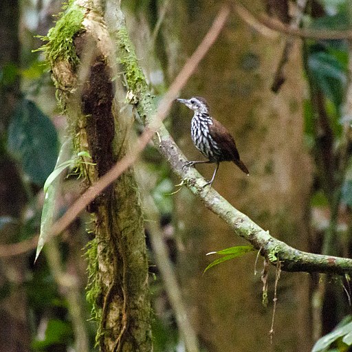 Bornean Wren- (or Ground-) Babbler (13997632799)