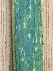 Botrytis squamosa on Allium cepa Botrytis squamosa on Cepa allium, bladvlekkenziekte op ui.jpg