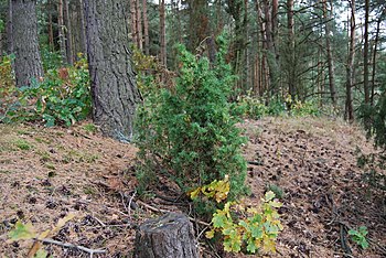 Калина и можжевельник рядом