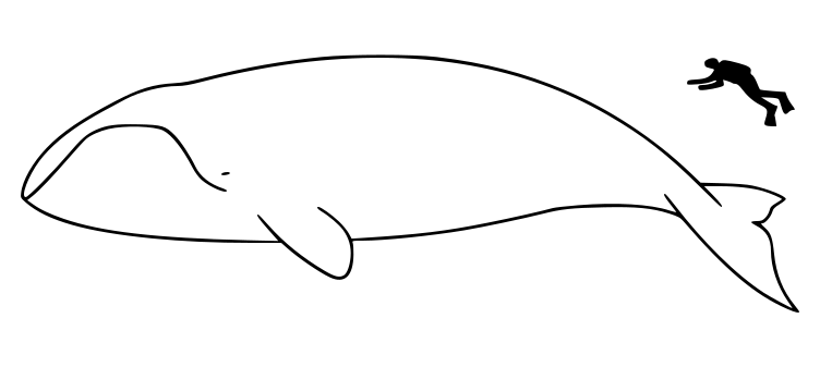 Bowhead whale size.svg