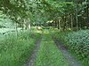 Bridleway In Ashton Wold - geograph.org.uk - 838237.jpg