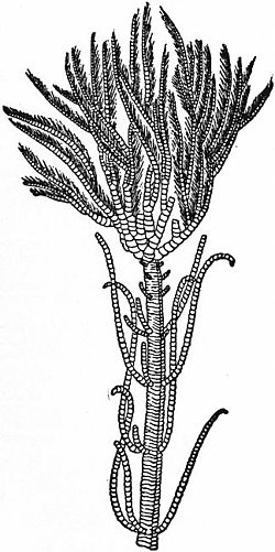 Britannica Echinoderma 14.jpg