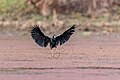 * Nomination: Wings of bronze-winged Jacana. By User:Mildeep --Nabin K. Sapkota 09:48, 26 March 2024 (UTC) * * Review needed