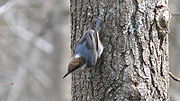 Thumbnail for File:Brown-headed Nuthatch-27527.jpg