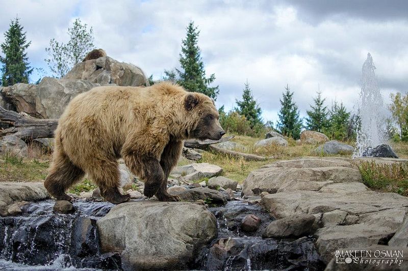 File:Brown Bear.jpg