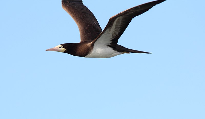 File:Brown Booby (Sula leucogaster) (11118140253).jpg