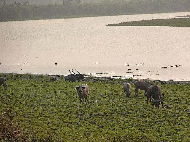 búfalo d' água selvagem bubalus arnee, kaziranga, parque nacional, Assam,India.